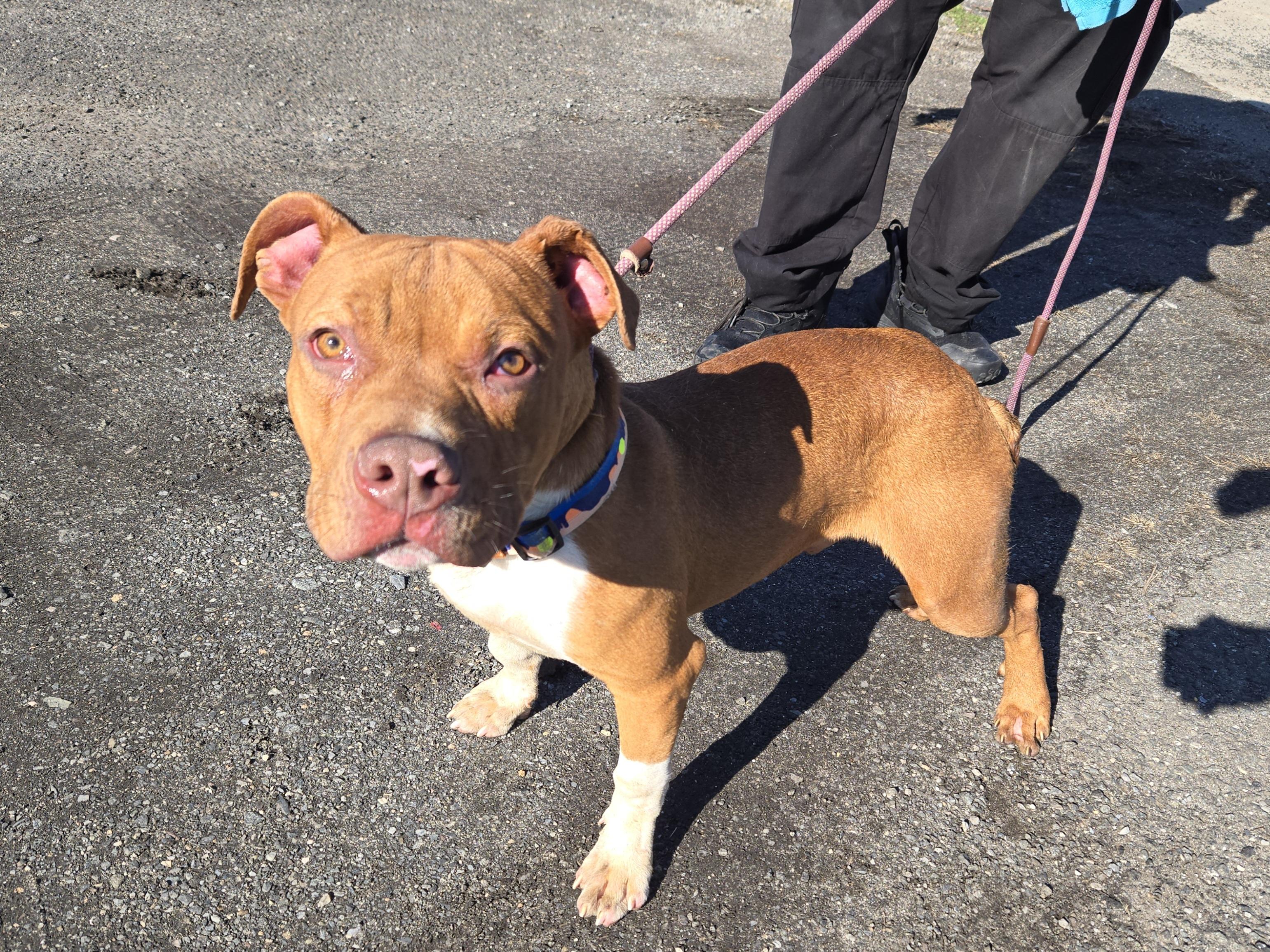 Enlarge Cantaloupe, an adopted Pit Bull Terrier in Trenton, NJ image 1/3
