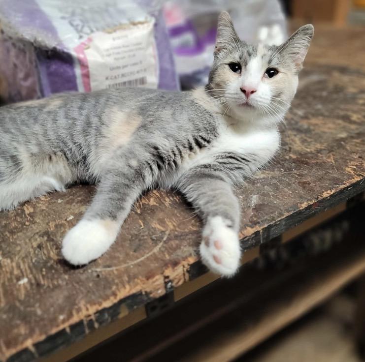 Enlarge Firefly, a Adoptable Domestic Short Hair in Dakota, IL image 2/2