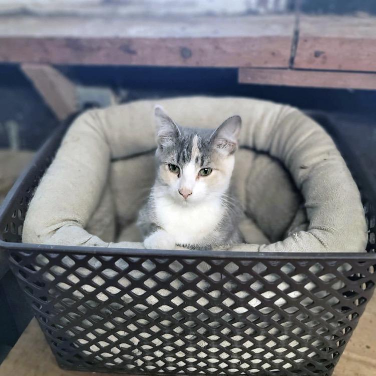 Enlarge Firefly, a Adoptable Domestic Short Hair in Dakota, IL image 1/2