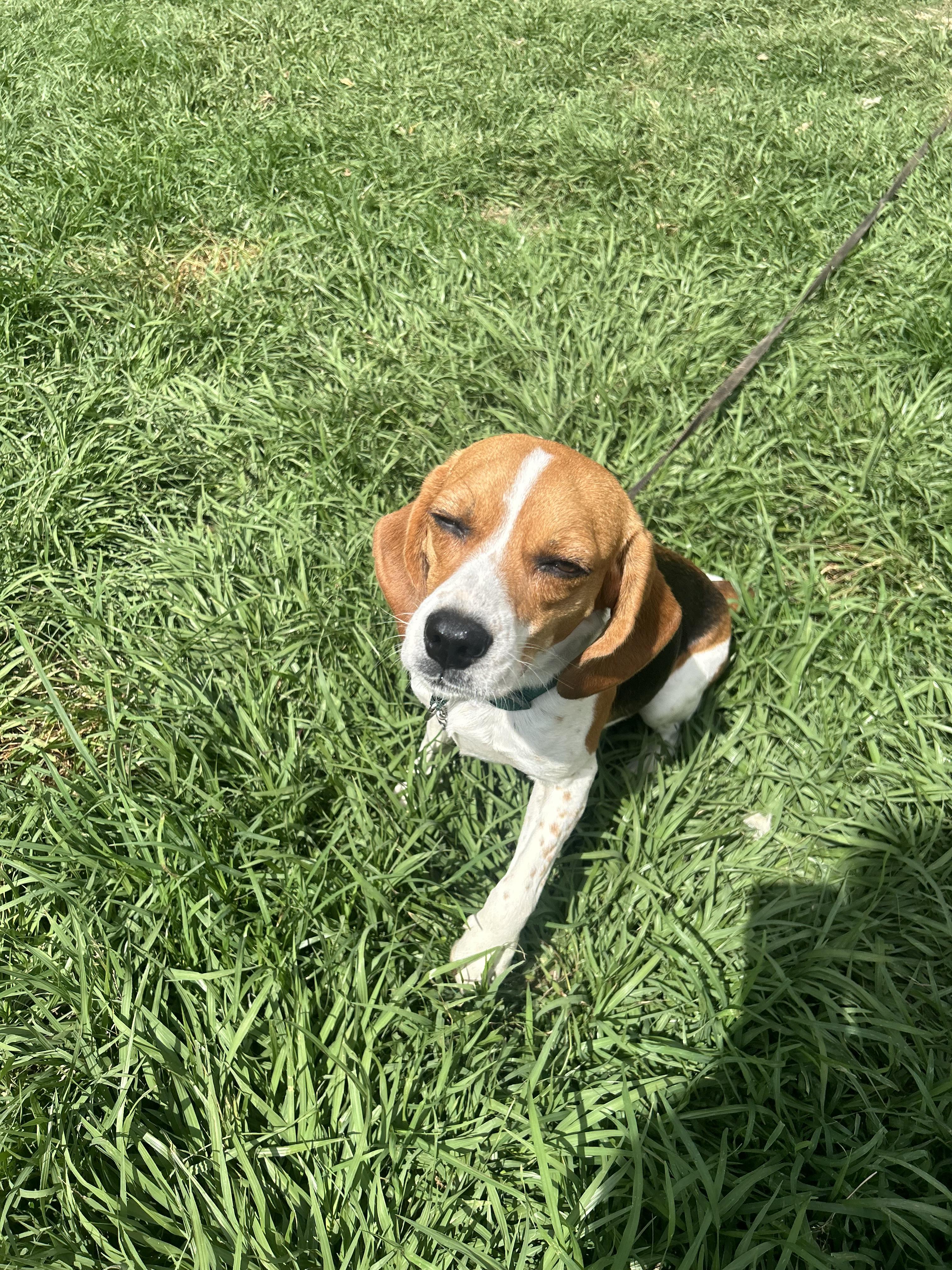 Enlarge June Bug, a Adoptable Beagle in Covington, LA image 4/6