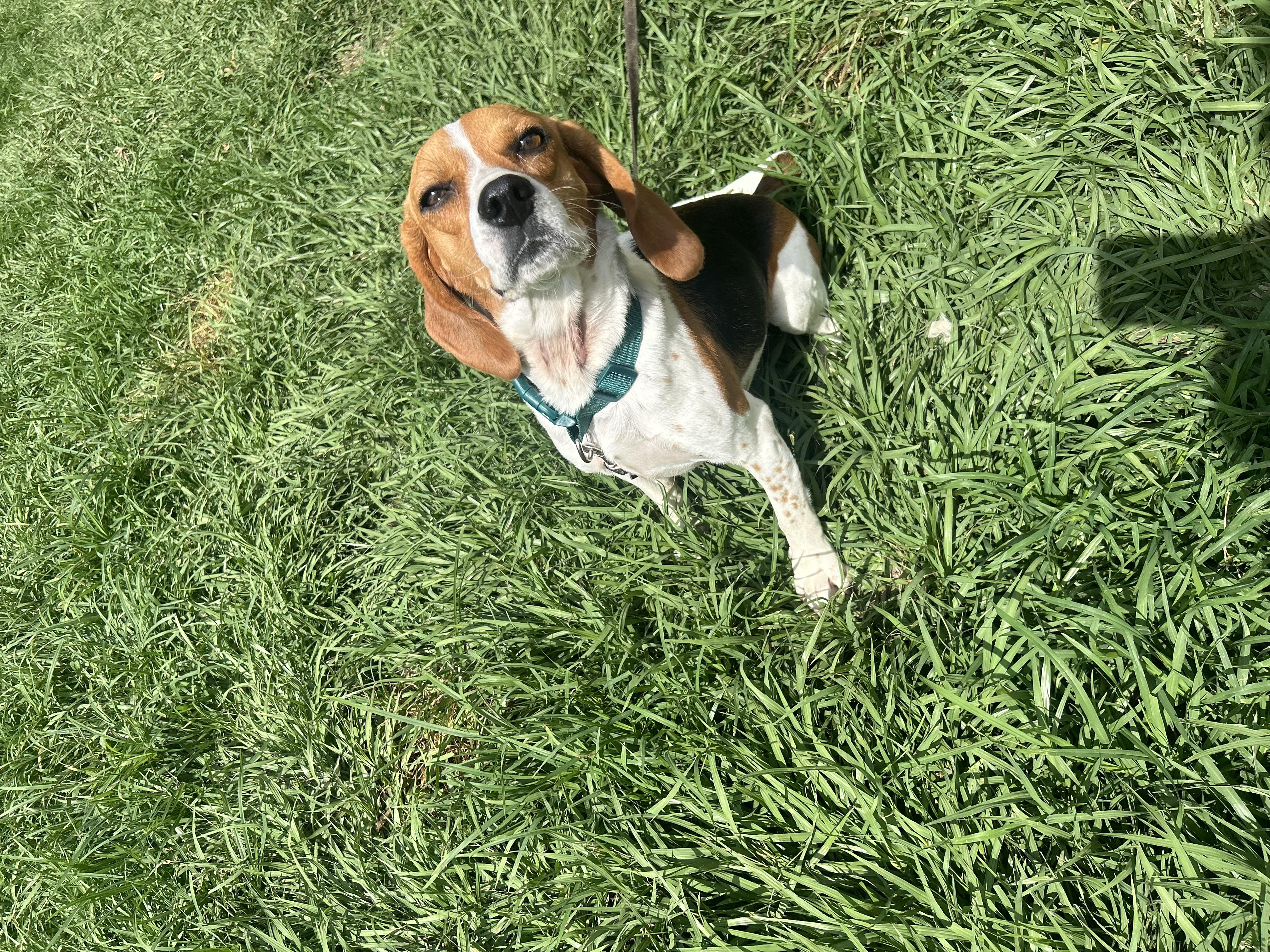 Enlarge June Bug, a Adoptable Beagle in Covington, LA image 1/6