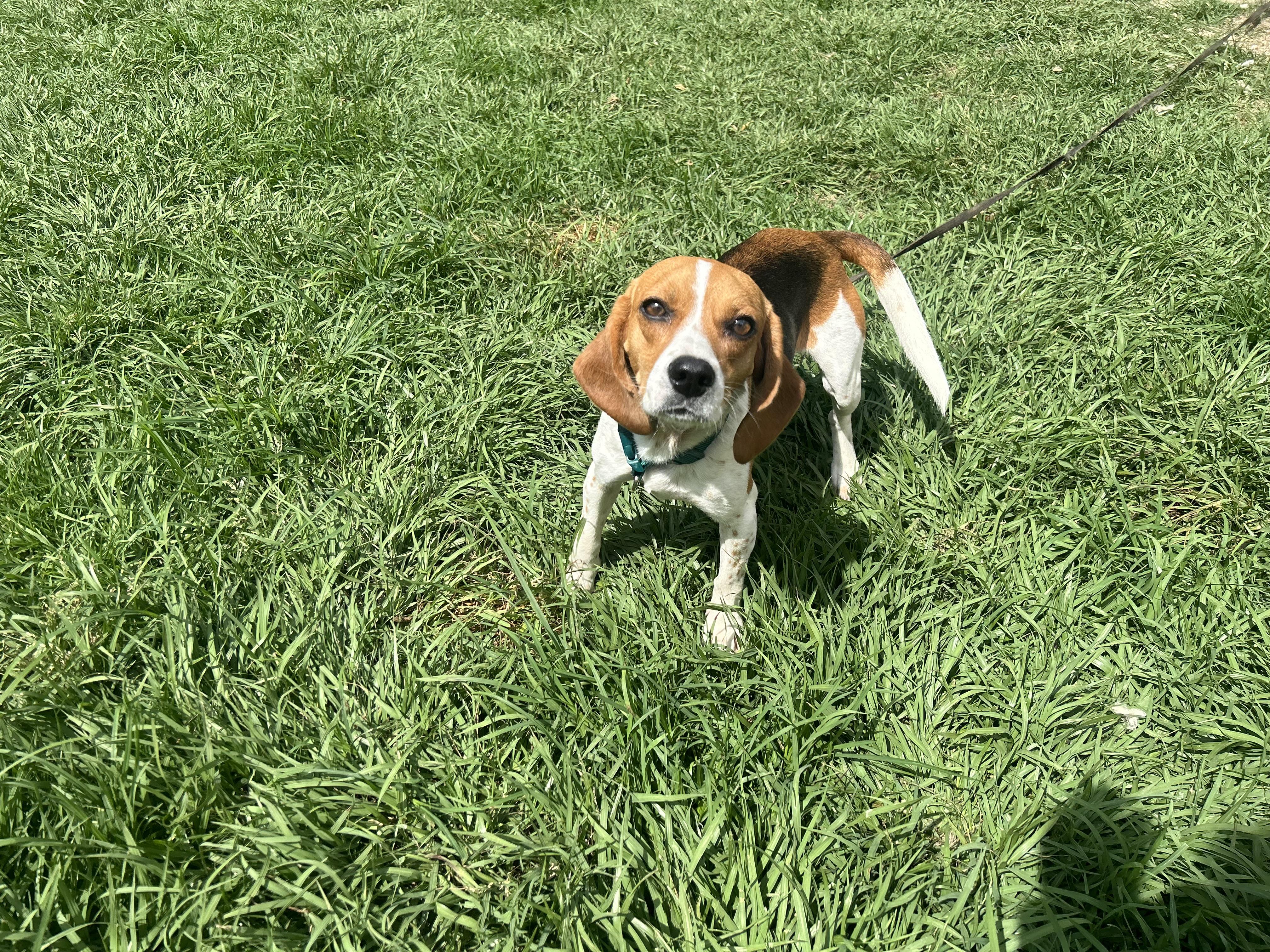 Enlarge June Bug, a Adoptable Beagle in Covington, LA image 3/6