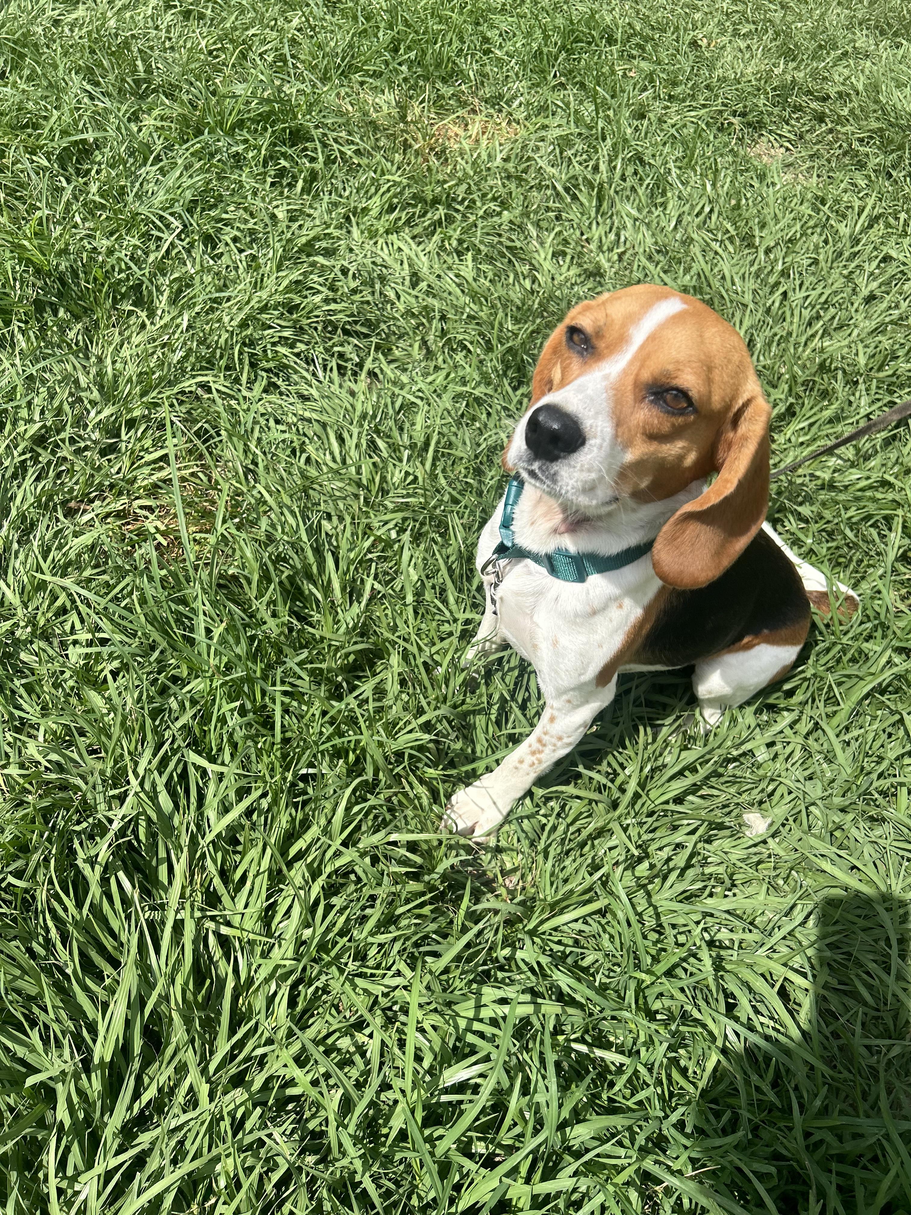 Enlarge June Bug, a Adoptable Beagle in Covington, LA image 5/6