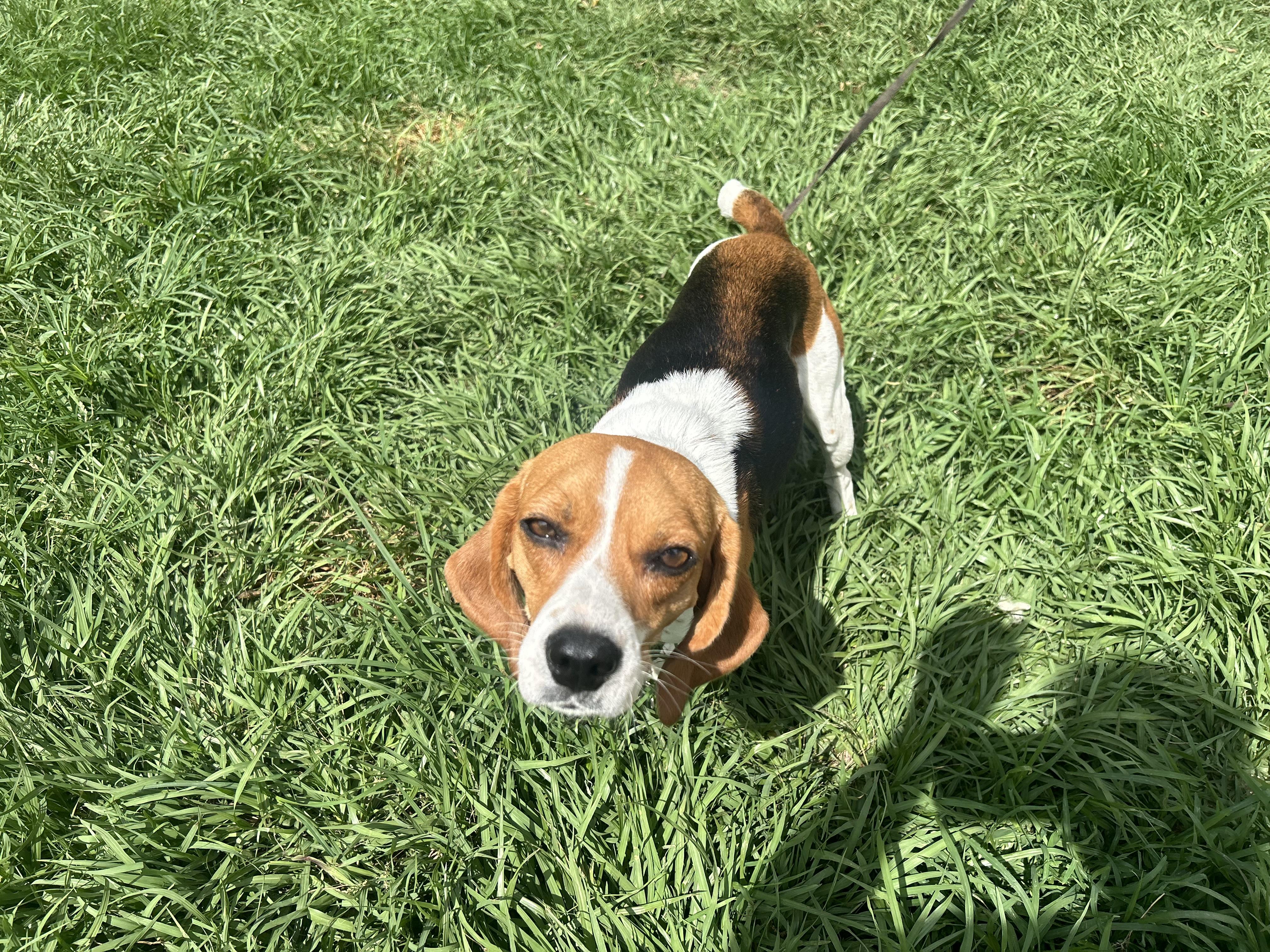 Enlarge June Bug, a Adoptable Beagle in Covington, LA image 6/6