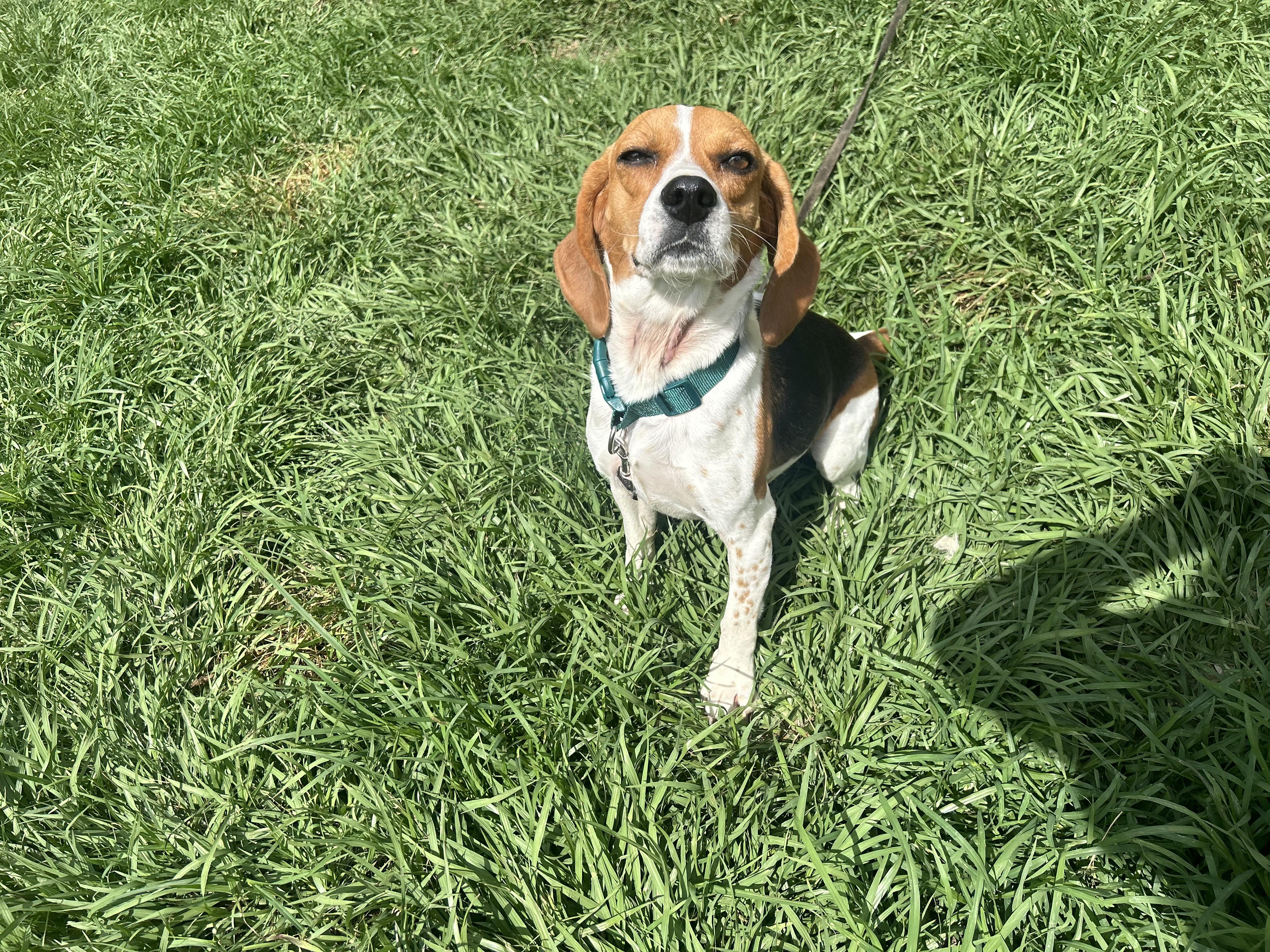 Enlarge June Bug, a Adoptable Beagle in Covington, LA image 2/6