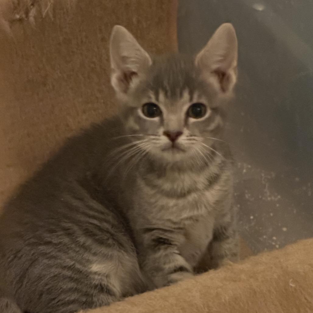 Enlarge Chirp, a Adoptable Domestic Short Hair in Bel Air, MD image 2/2