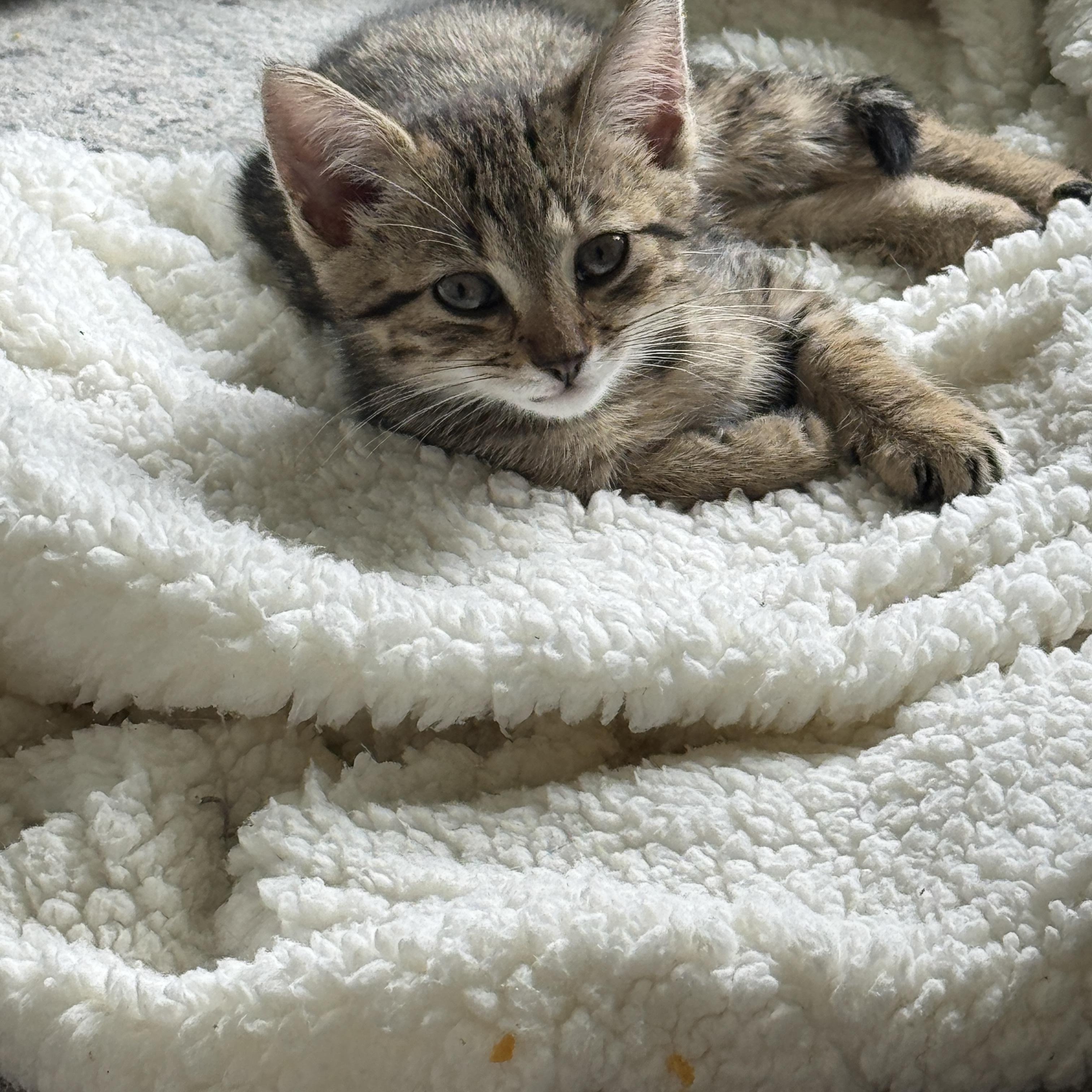 Rhonda, ADOPTABLE, Kitten Female Domestic Short Hair.