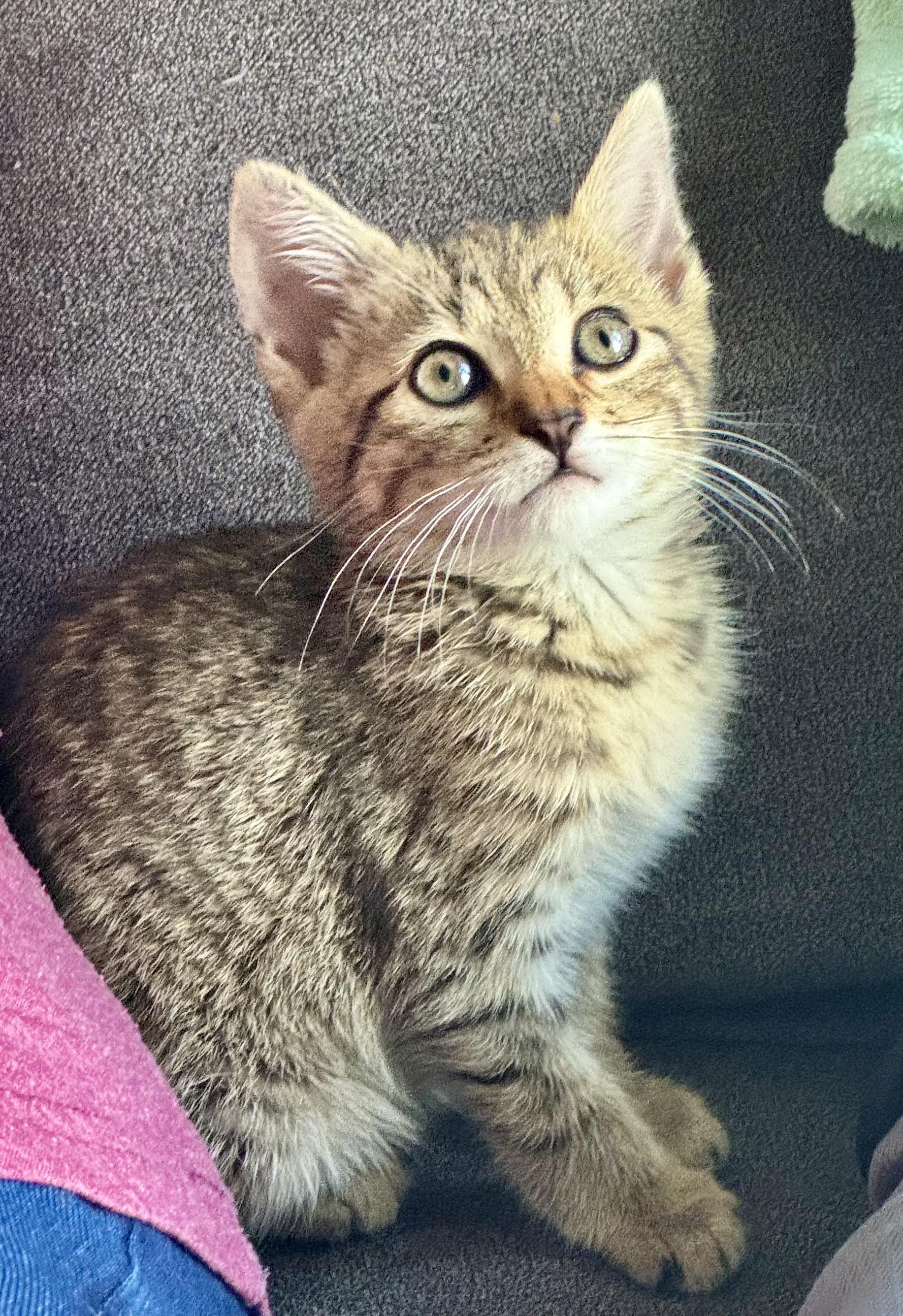 Rhonda, a ADOPTABLE Domestic Short Hair in Mauldin, SC image 1/5