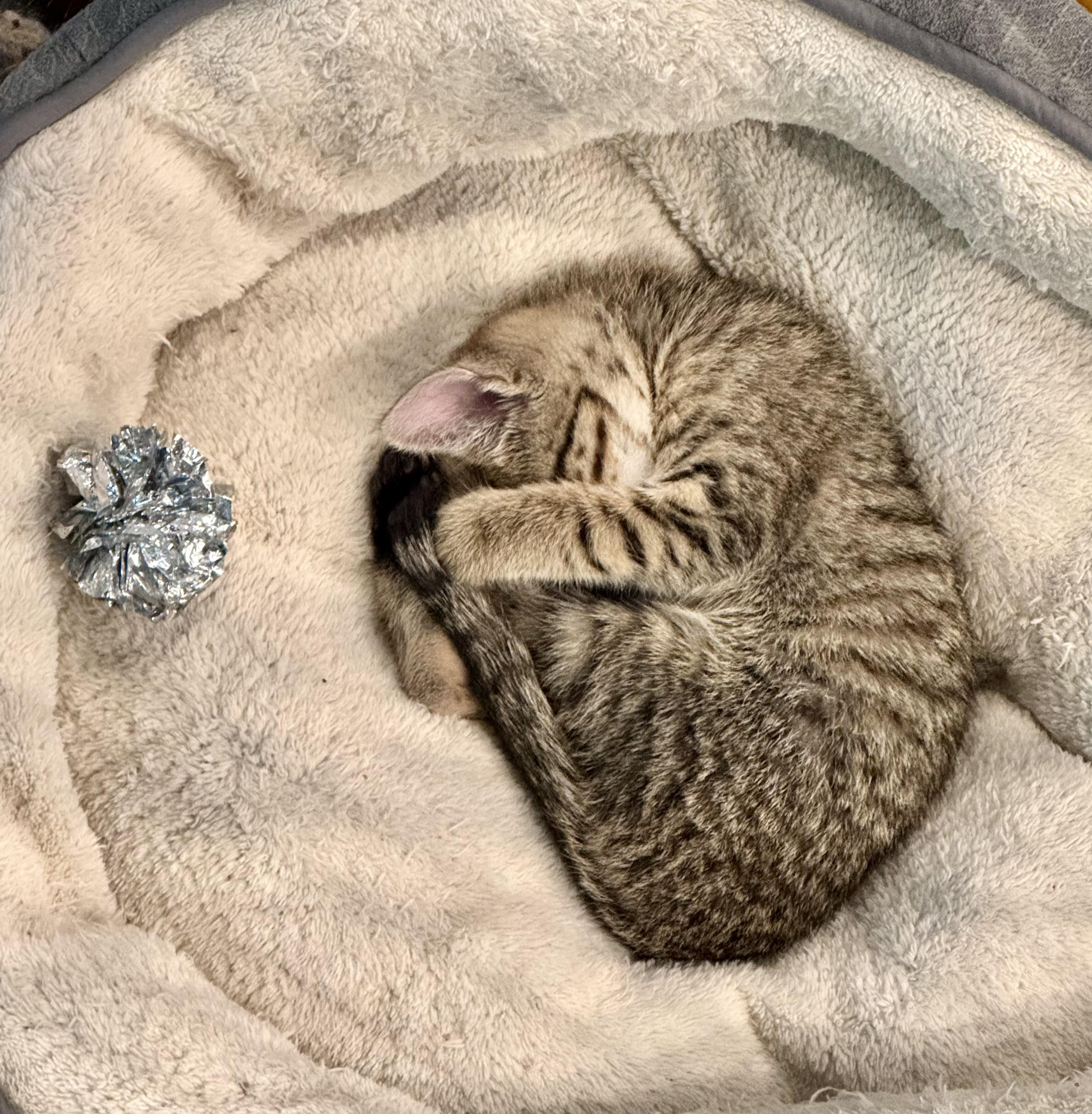 Rhonda, a ADOPTABLE Domestic Short Hair in Mauldin, SC image 5/5