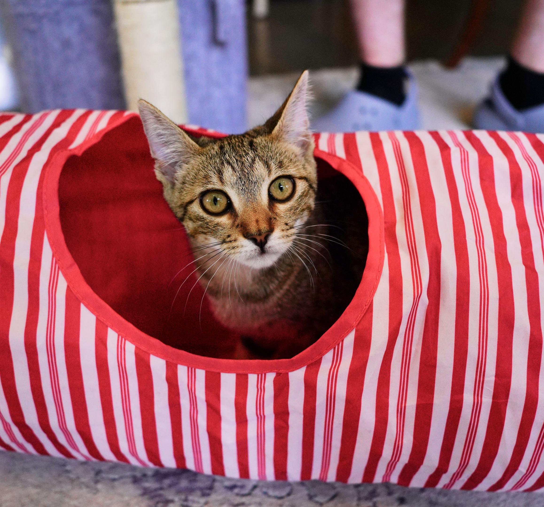 Rhonda, a ADOPTABLE Domestic Short Hair in Mauldin, SC image 4/6
