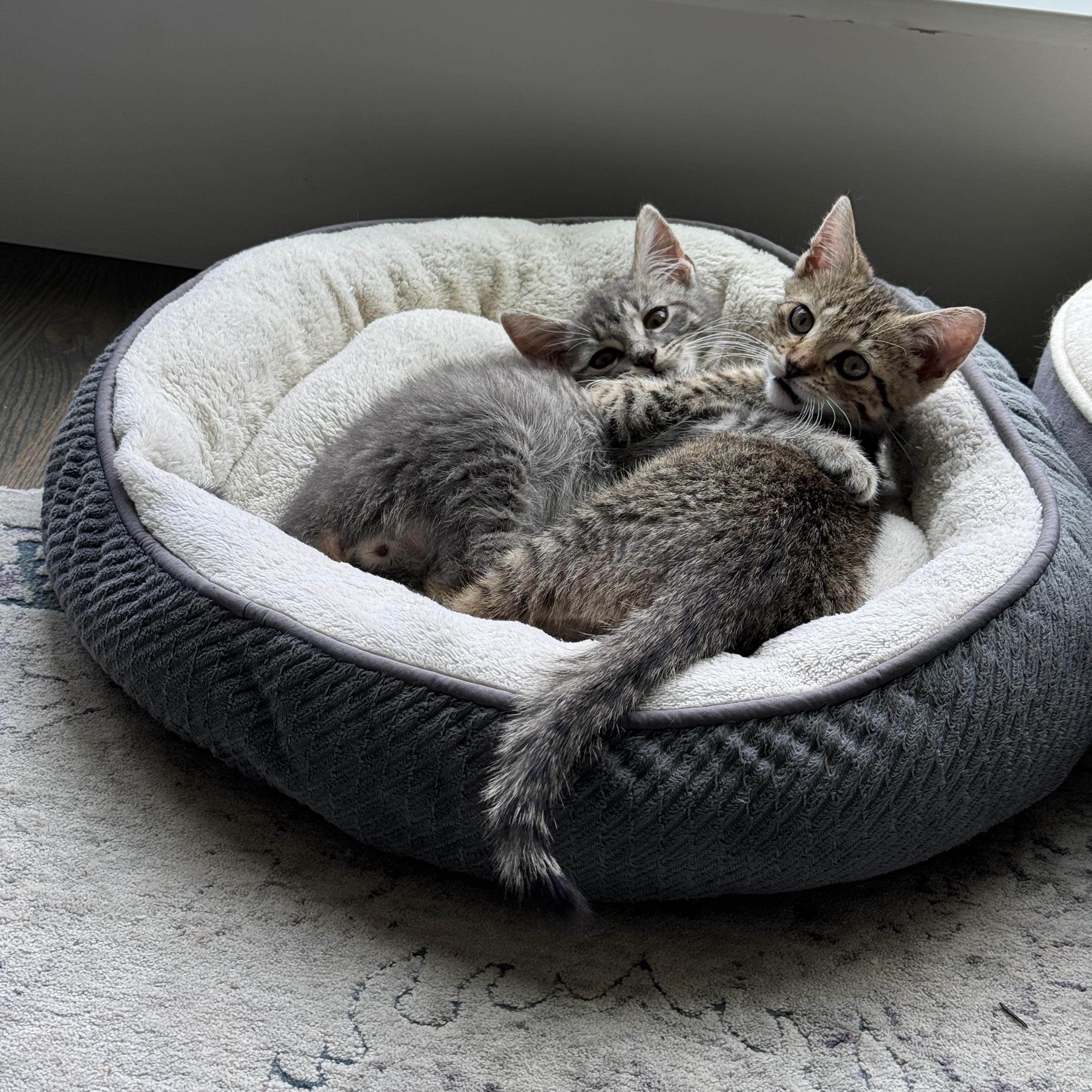 Rhonda, a ADOPTABLE Domestic Short Hair in Mauldin, SC image 4/5
