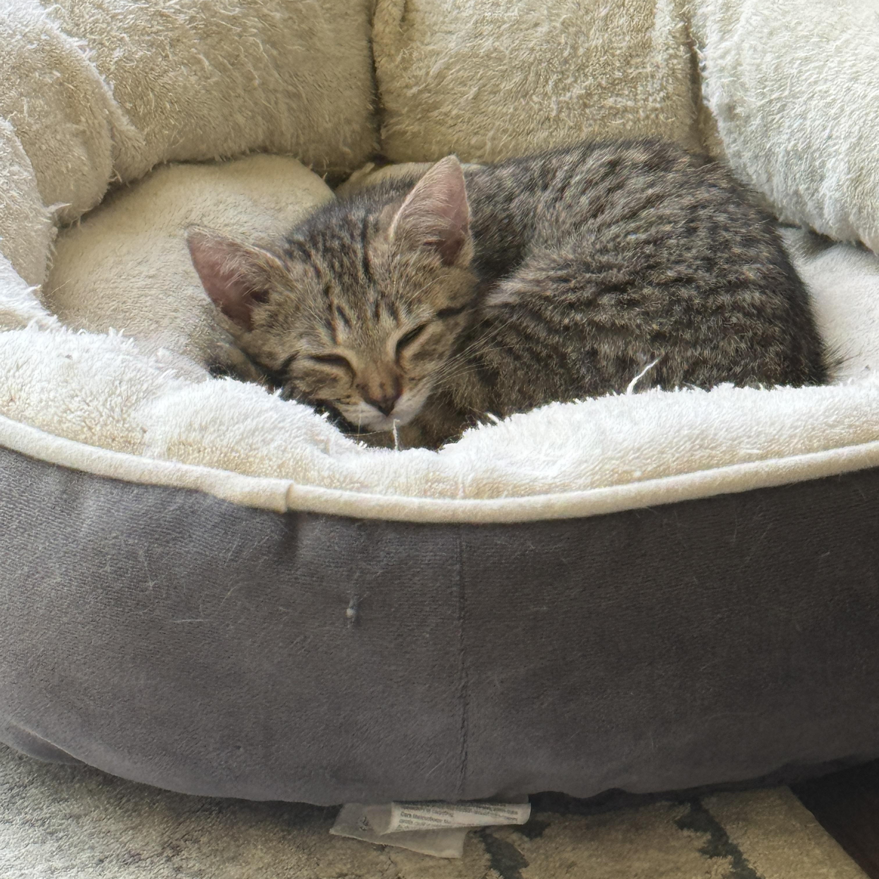 Rhonda, a ADOPTABLE Domestic Short Hair in Mauldin, SC image 2/5