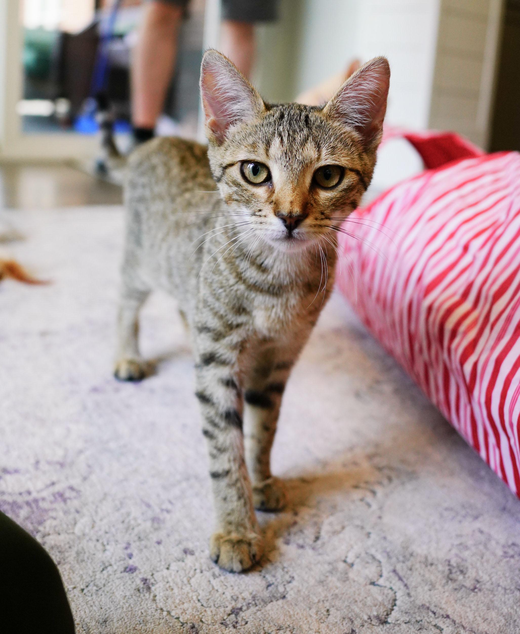 Rhonda, a ADOPTABLE Domestic Short Hair in Mauldin, SC image 3/6