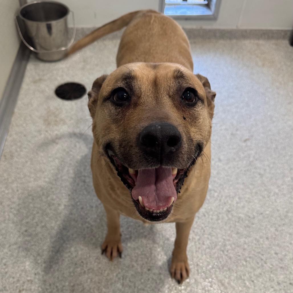 Jemma, Adoptable, Senior Female Labrador Retriever.