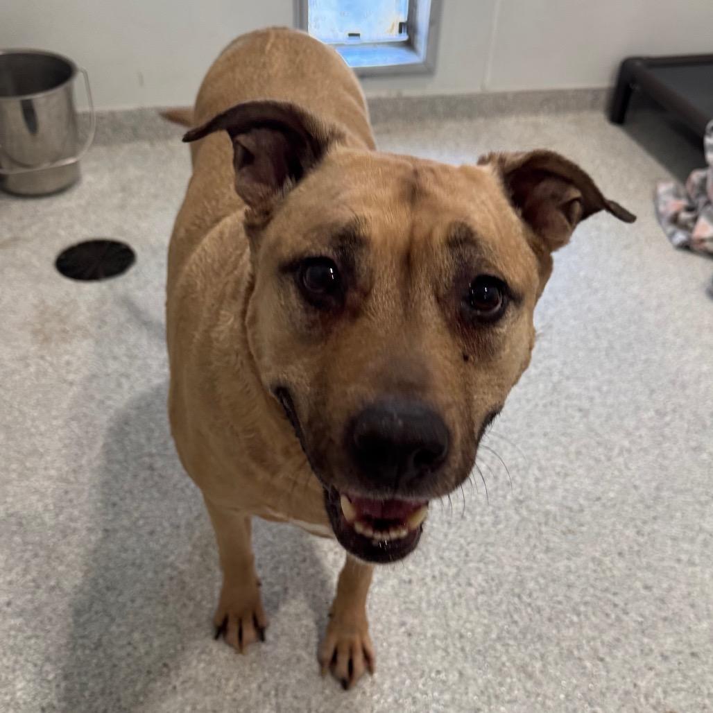 Jemma, a Adoptable mixed breed in Pineville, MO image 2/3