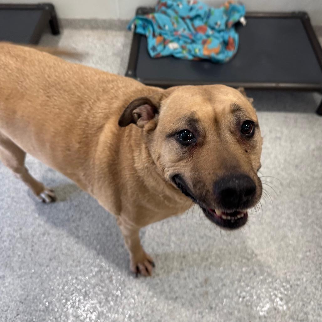 Jemma, a Adoptable mixed breed in Pineville, MO image 3/3