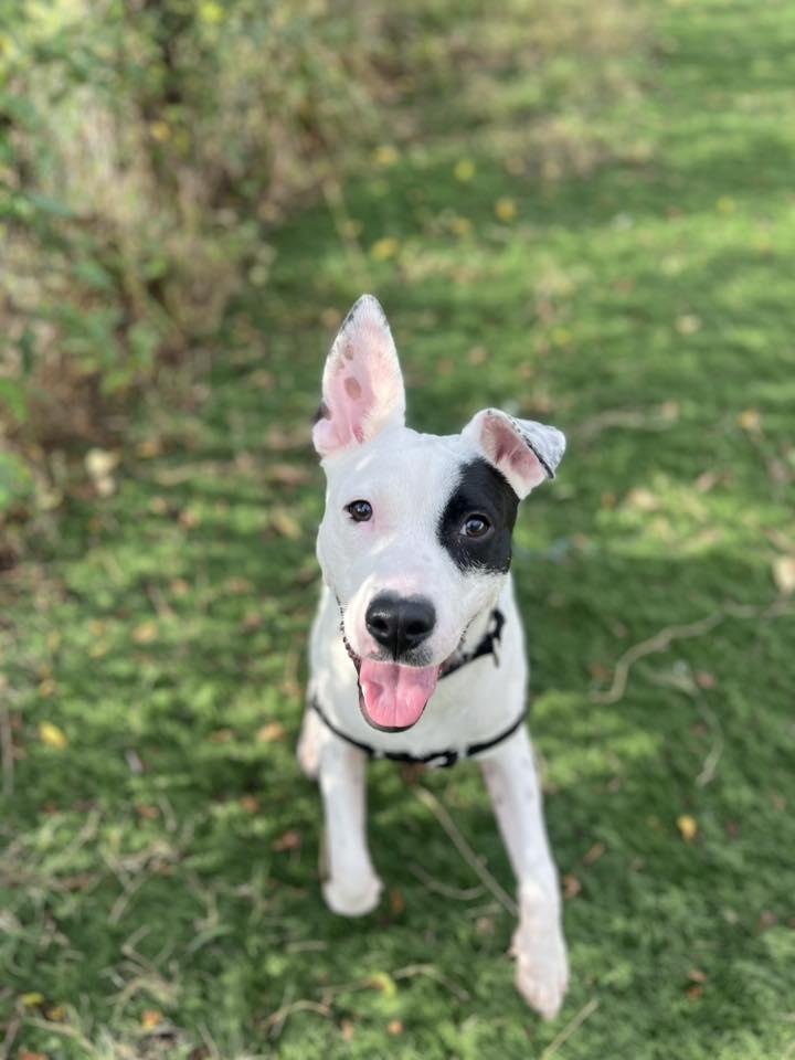 Cricket, a Adoptable Mixed Breed in Durham, NC image 1/2