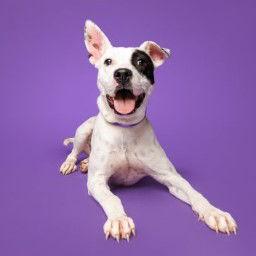 Cricket, a Adoptable Mixed Breed in Durham, NC image 2/2