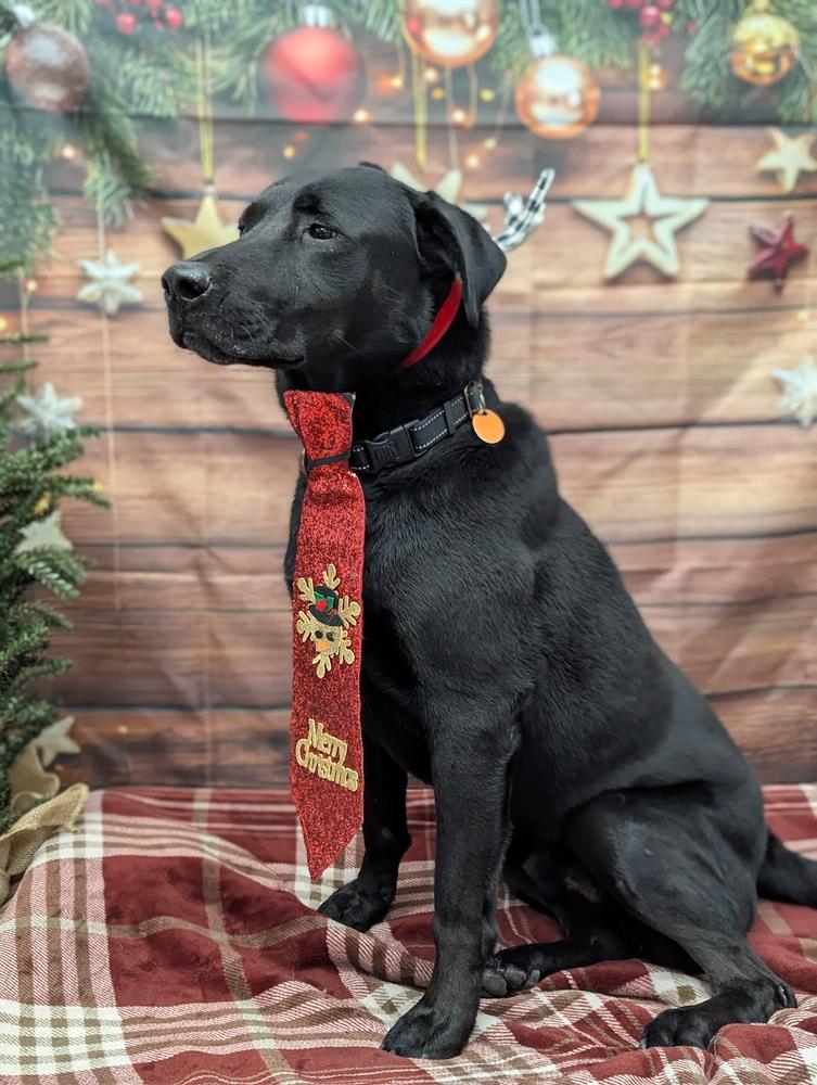 Enlarge Agent, a Adoptable Labrador Retriever in TULSA, OK image 2/6