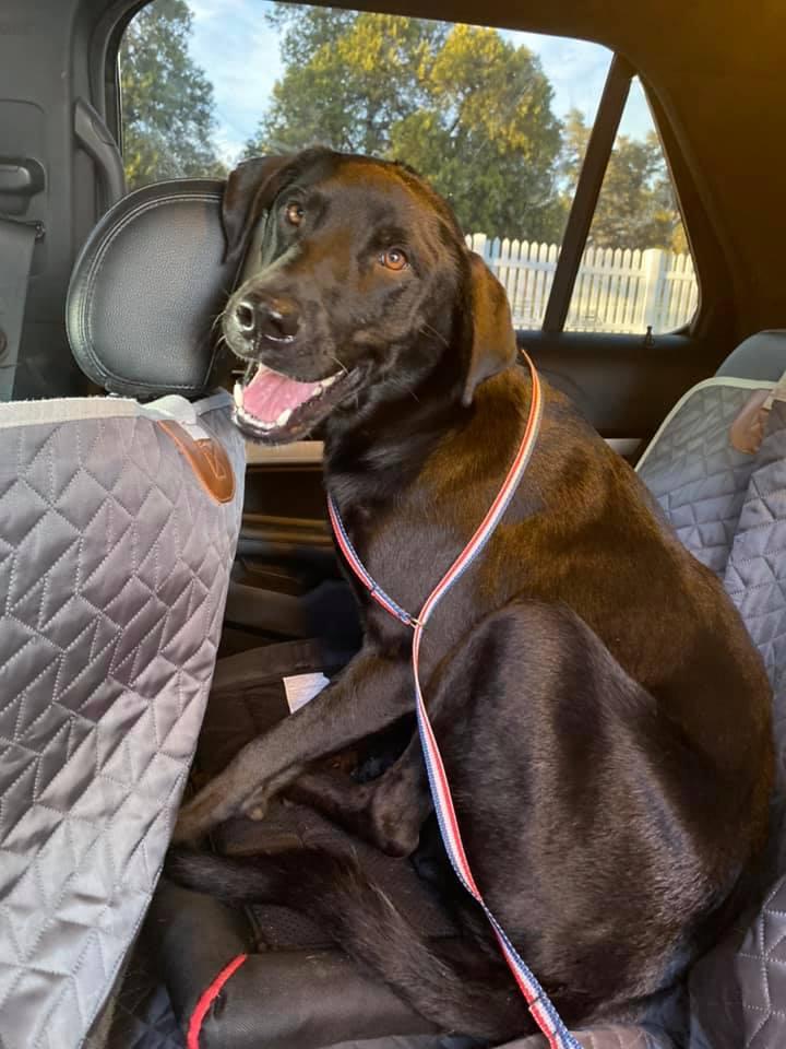 Enlarge Agent, a Adoptable Labrador Retriever in TULSA, OK image 4/6