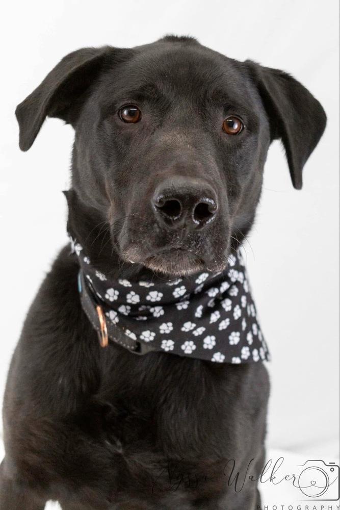 Enlarge Agent, a Adoptable Labrador Retriever in TULSA, OK image 5/6