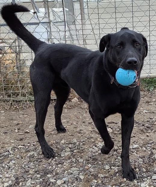 Enlarge Agent, a Adoptable Labrador Retriever in TULSA, OK image 4/6