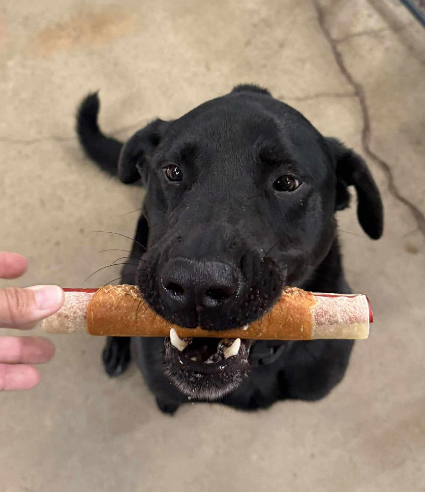 Enlarge Agent, a Adoptable Labrador Retriever in TULSA, OK image 5/6