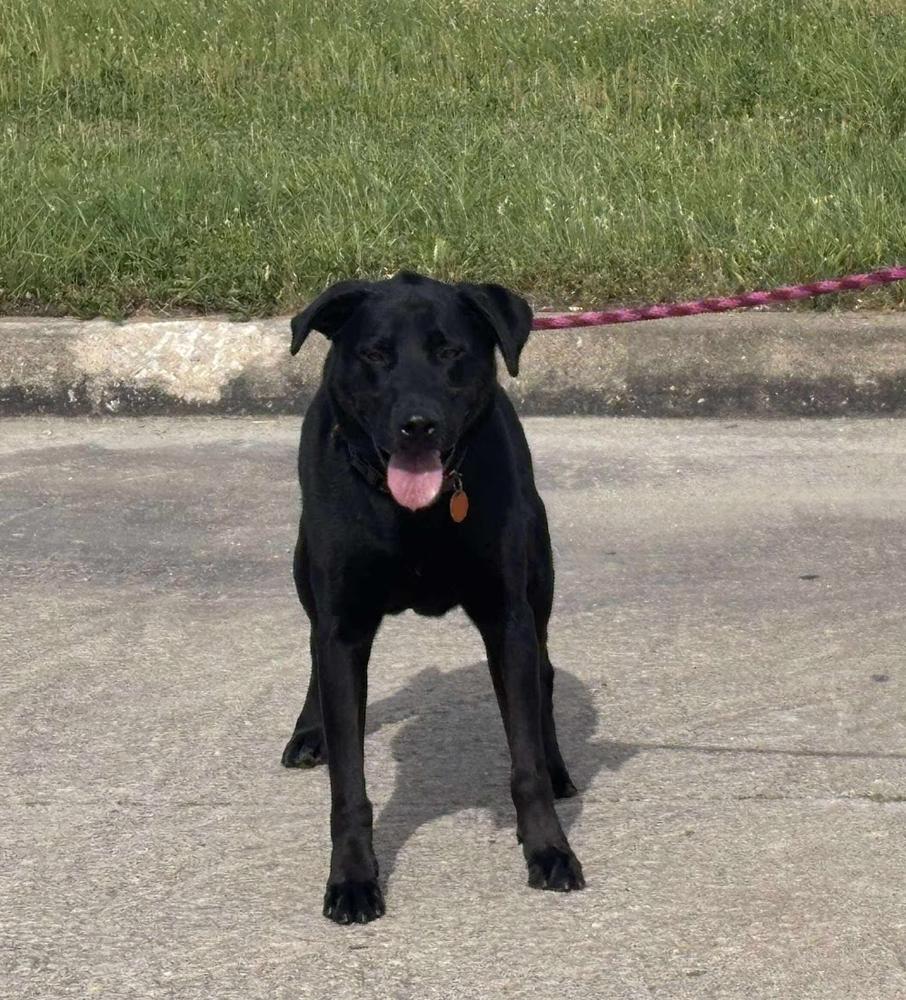 Enlarge Agent, a Adoptable Labrador Retriever in TULSA, OK image 6/6