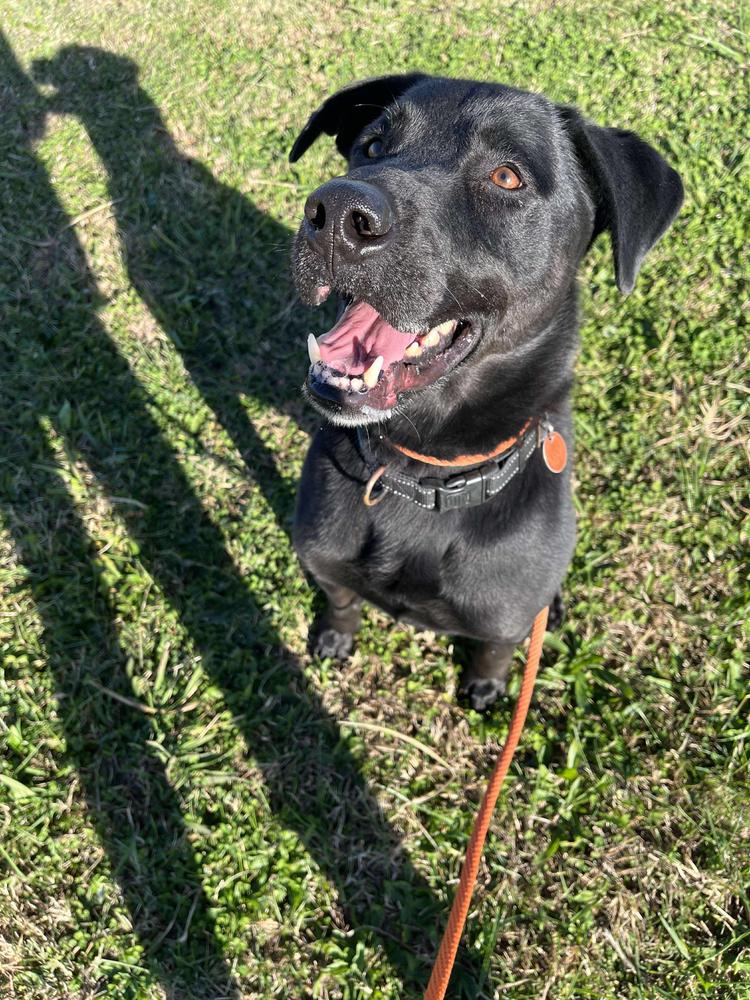 Enlarge Agent, a Adoptable Labrador Retriever in TULSA, OK image 6/6