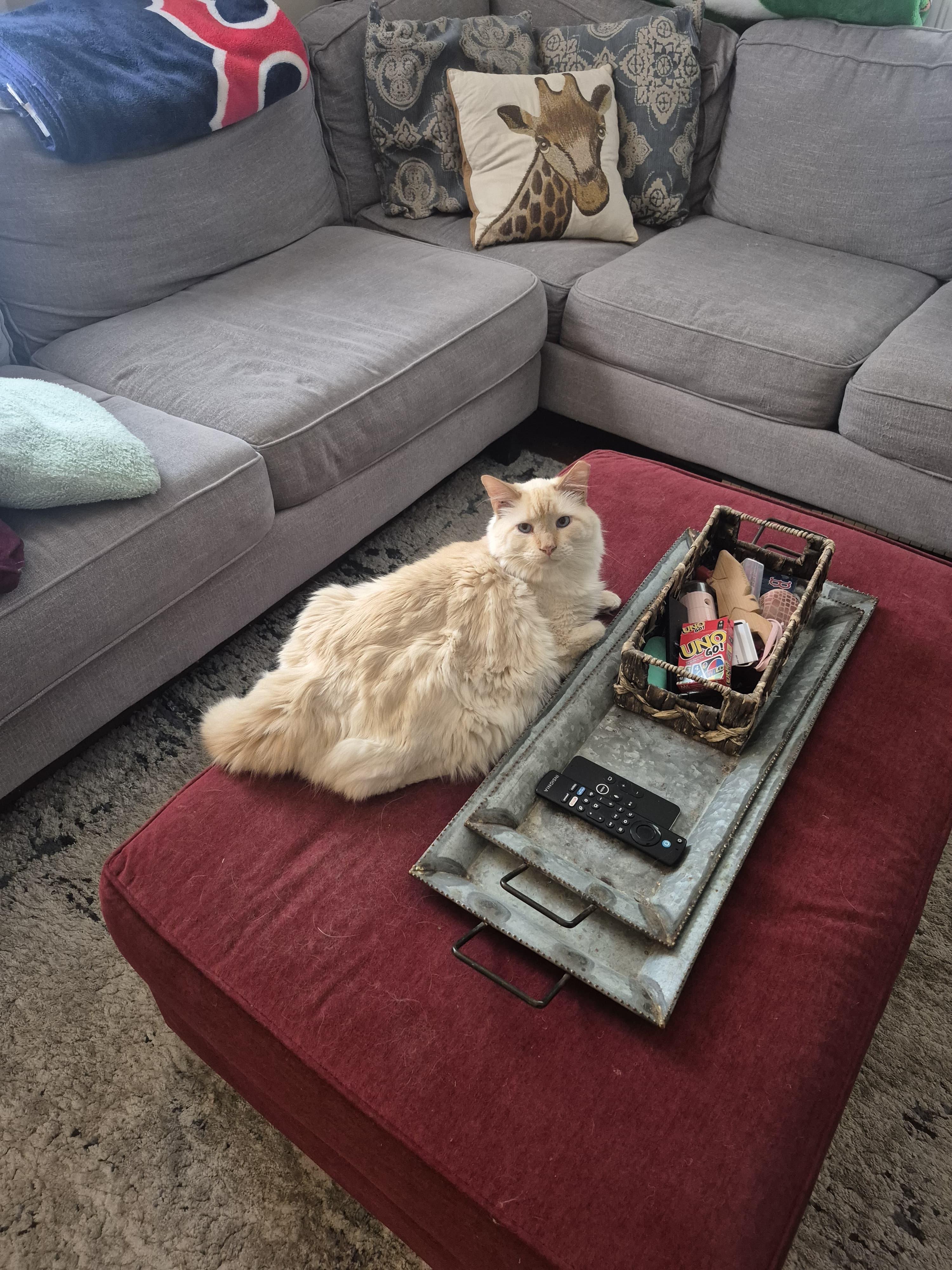 Enlarge Louie, an adopted Domestic Short Hair in Melrose, MA image 1/2