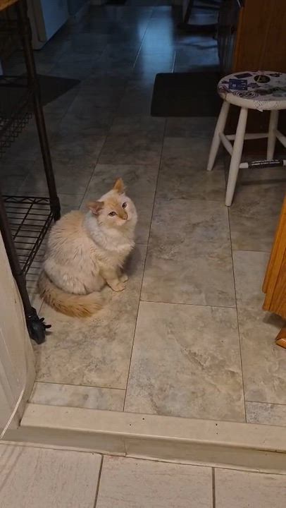 Enlarge Louie, an adopted Domestic Short Hair in Melrose, MA video 2/2