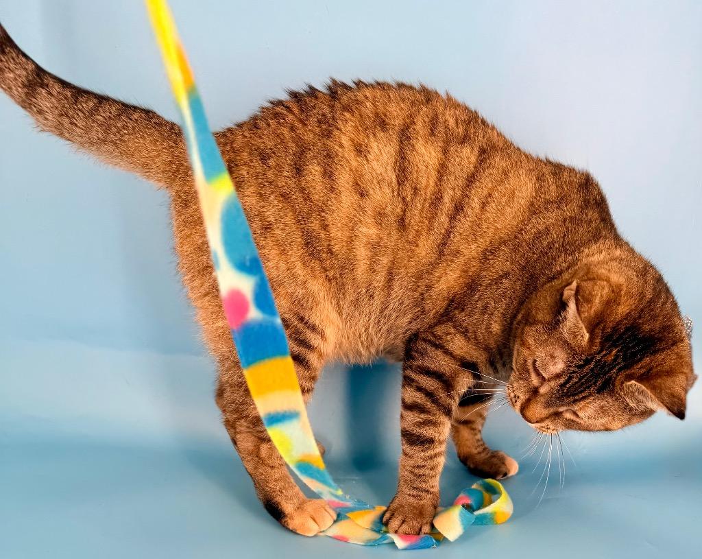 Enlarge Rena, a Adoptable mixed breed in New York, NY image 1/6