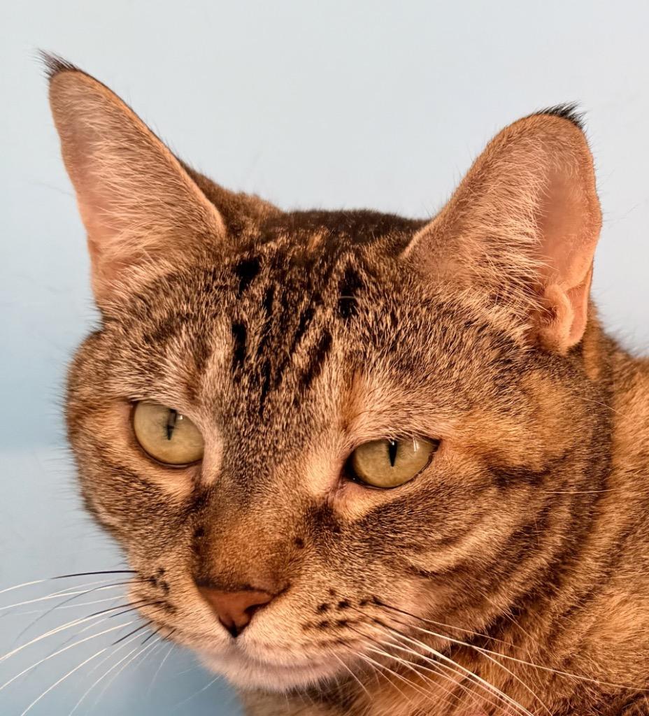 Enlarge Rena, a Adoptable mixed breed in New York, NY image 2/6