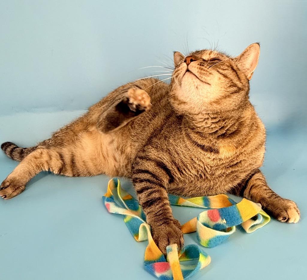 Enlarge Rena, a Adoptable mixed breed in New York, NY image 3/6