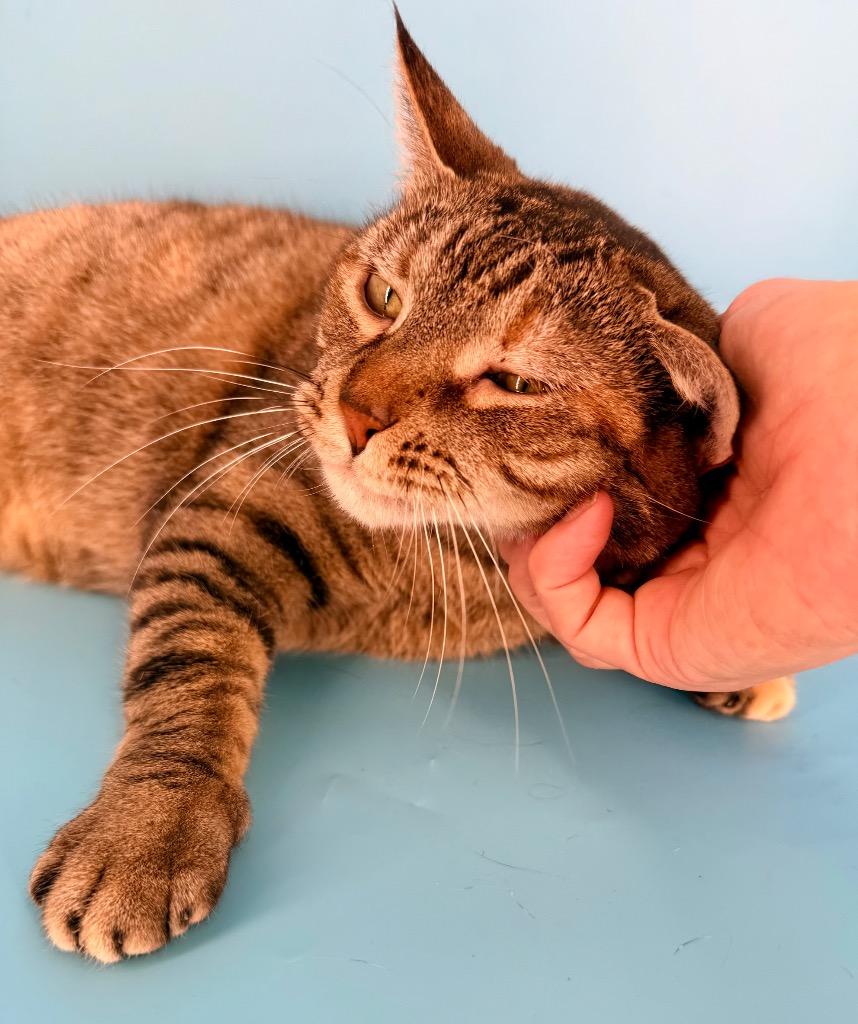 Enlarge Rena, a Adoptable mixed breed in New York, NY image 4/6