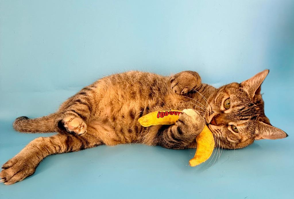 Enlarge Rena, a Adoptable mixed breed in New York, NY image 5/6