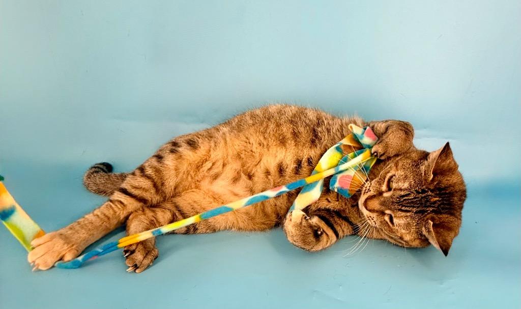 Enlarge Rena, a Adoptable mixed breed in New York, NY image 6/6