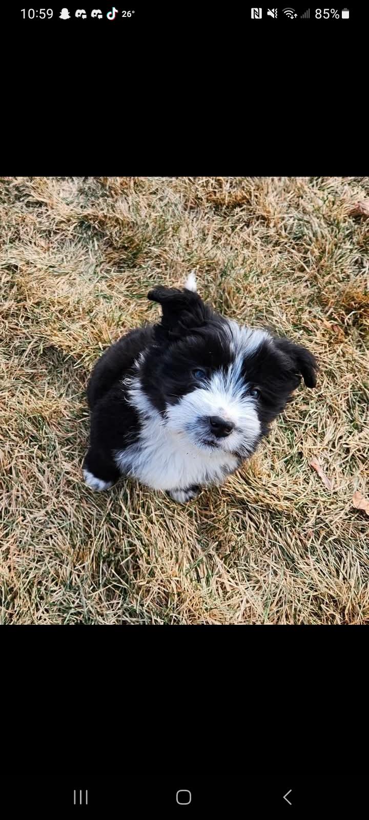 Enlarge Myrtle, an adopted mixed breed in Wilsall, MT image 1/1