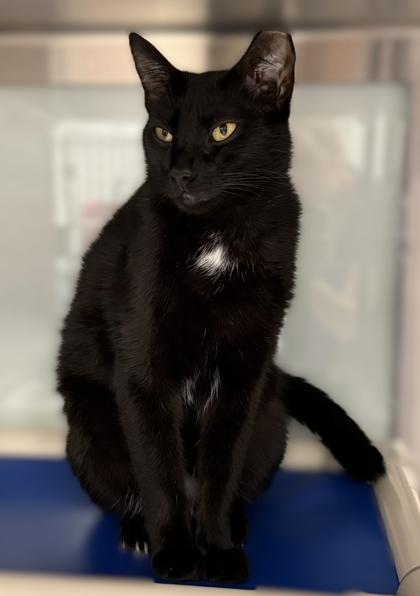 Dolly Purrton, Adoptable, Adult Female Domestic Short Hair & Domestic Short Hair.