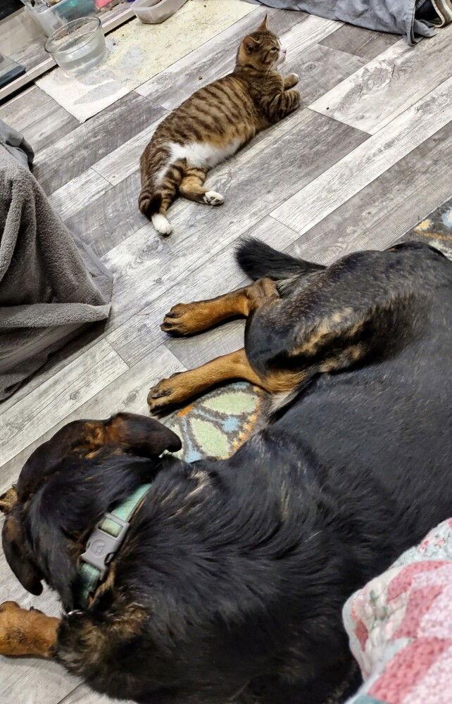 Rome, Adoptable, Adult Male Rottweiler & German Shepherd Dog.