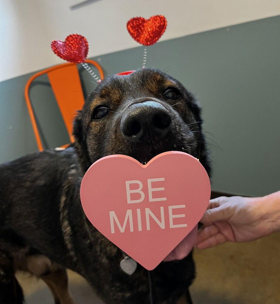 Rome, a Adoptable mixed breed in Candler, NC image 2/3