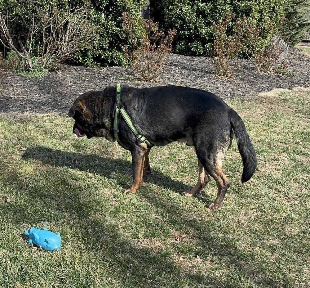 Rome, a Adoptable mixed breed in Candler, NC image 3/3