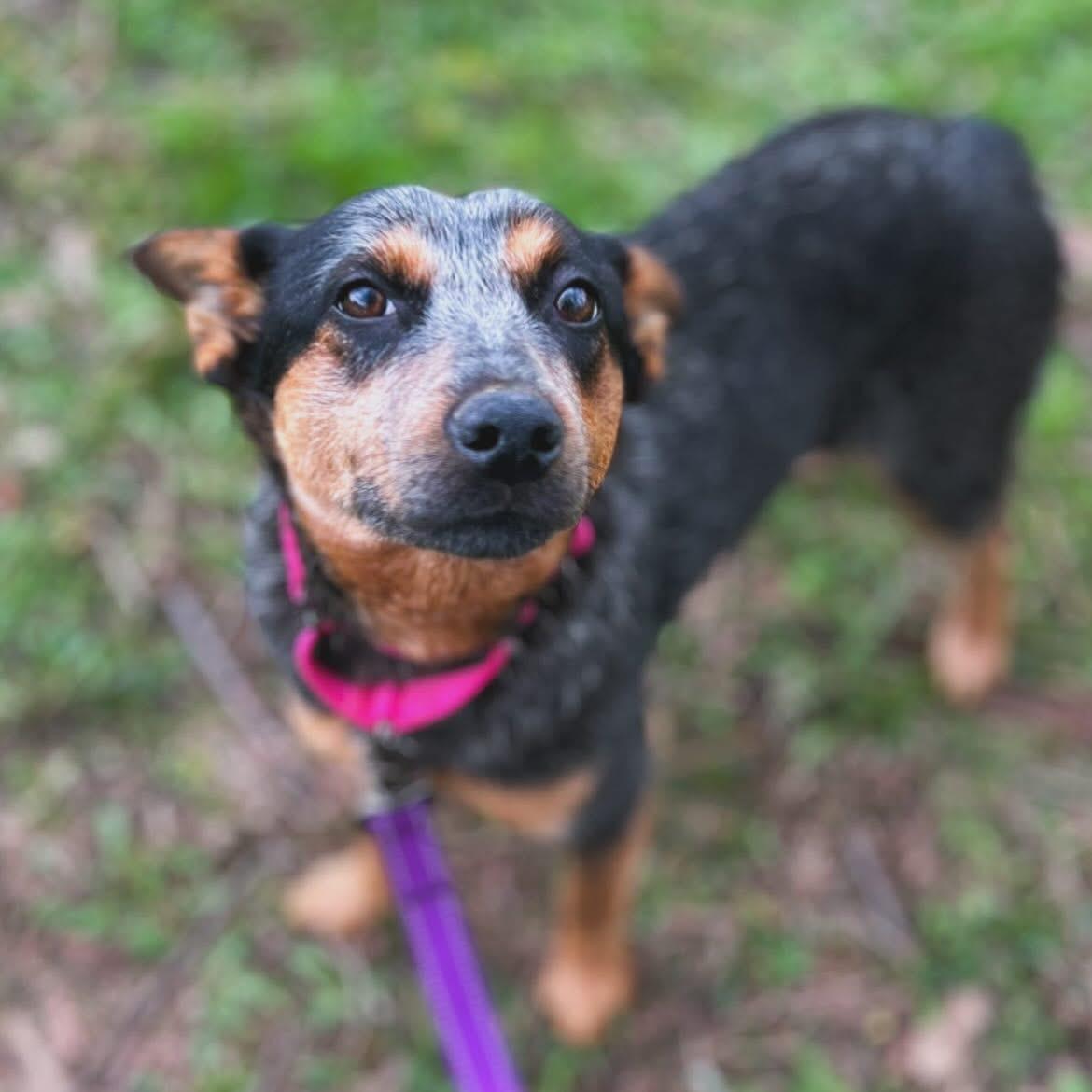 Mylee, ADOPTABLE, Young Female Australian Cattle Dog / Blue Heeler.
