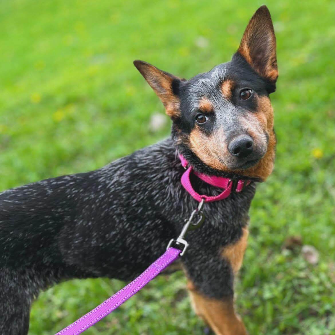 Mylee, a ADOPTABLE Australian Cattle Dog / Blue Heeler in West Falls, NY image 2/4