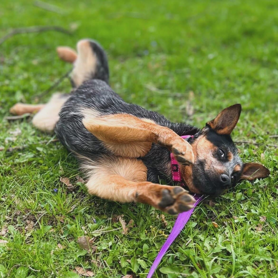 Mylee, a ADOPTABLE Australian Cattle Dog / Blue Heeler in West Falls, NY image 4/4