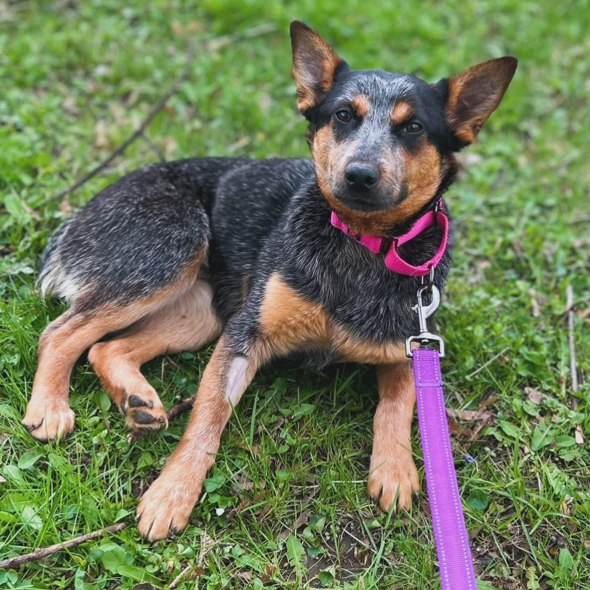 Mylee, a ADOPTABLE Australian Cattle Dog / Blue Heeler in West Falls, NY image 3/4