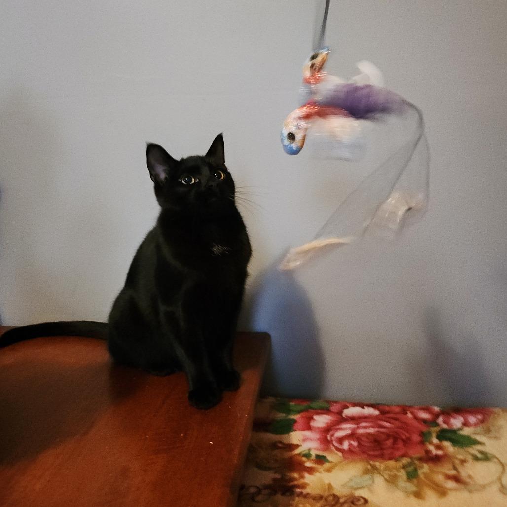 Enlarge Pandemonia, a Adoptable Domestic Short Hair in Inver Grove Heights, MN image 1/2