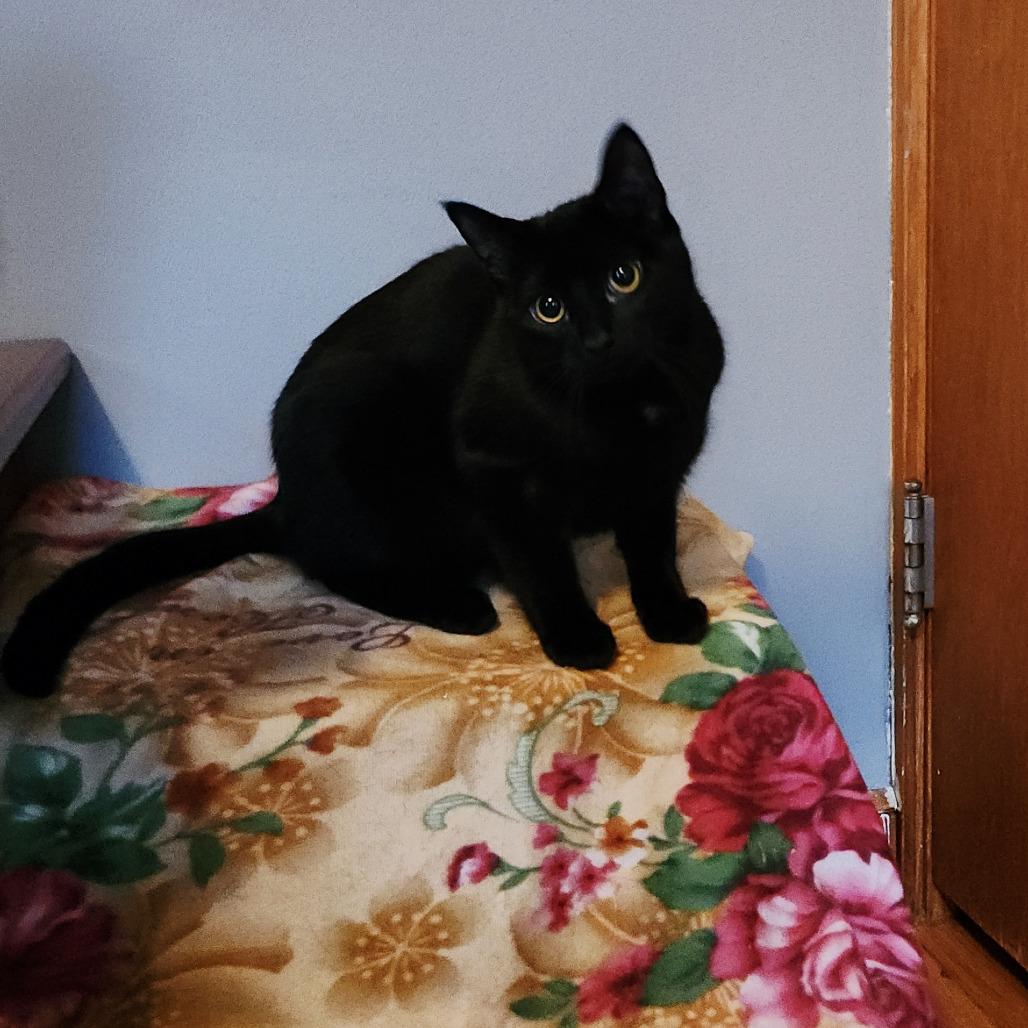 Pandemonia, a Adoptable Domestic Short Hair in Saint Paul, MN image 1/2