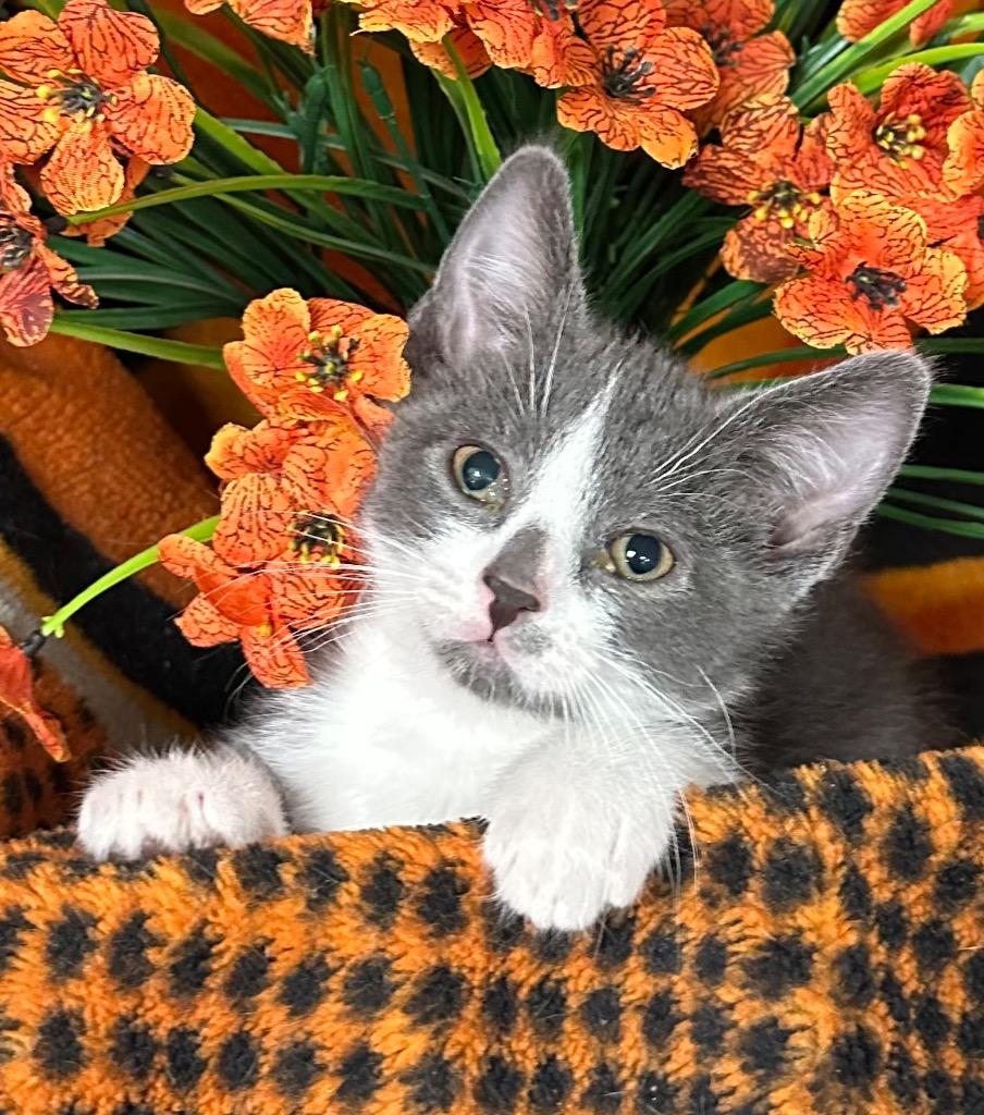 4/19/26 Lychee, Adoptable, Kitten Male Domestic Short Hair.