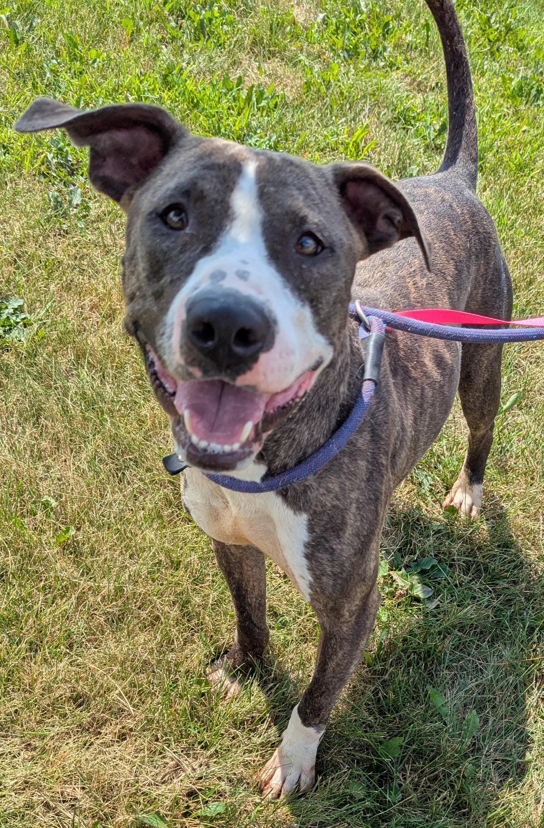 Edison, Adopted, Adult Male Pit Bull Terrier.